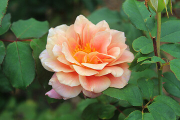 Peachy rose