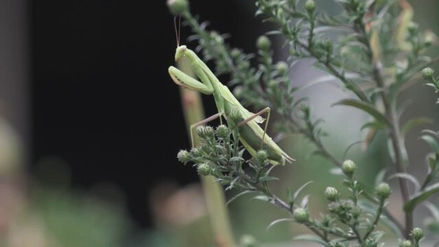 Praying mantis on a plant in a garden waiting for her next prey