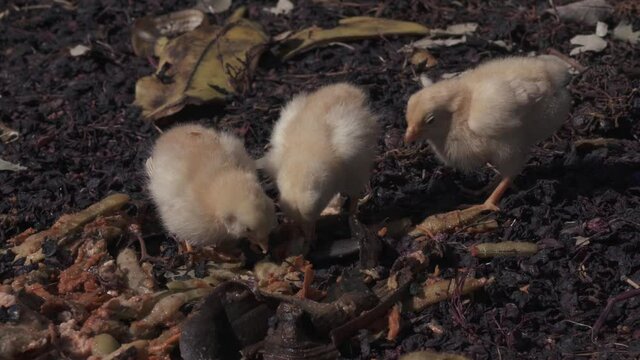 Three free baby chicks in outdoor biological chicken farming house
