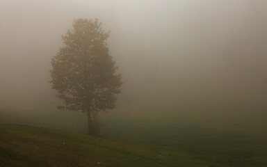 lonely tree in a misty morning