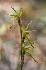 Fototapeta premium Brown Beaks Orchid (Lyperanthus suaveolens) - vary in colour from lemon to brown - endemic to eastern Australia