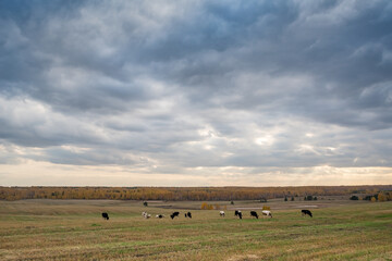 Autumn. Autumn forest. Yellow leaves. Autumn sky. Russia.