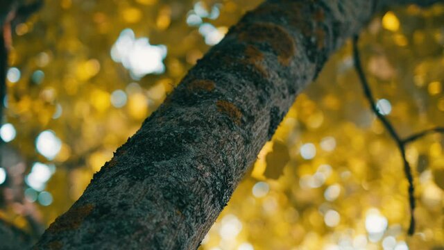 4K shot of walnut tree trunk and yellow leaves