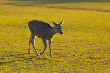 奈良公園の鹿