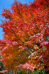 紅葉