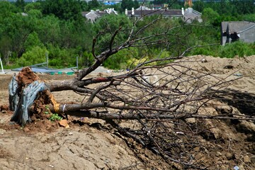 A dead tree falling on the ground