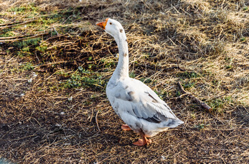 big goose goose in the meadow in the pen and nibble the grass