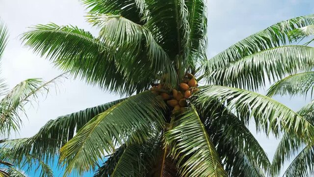 Low-angle of tree with ripe coconuts, green palm leaves and yellow coconuts