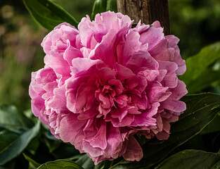 Obraz premium Beautiful pink peony flower, on a green background. Lush peony.