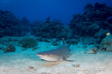 Fototapeta na wymiar A shark sits on the sand