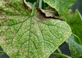 Cucumber leaves. Green leaves of a young cucumber plant. Juicy fresh cucumber close up macro on the background of leaves.