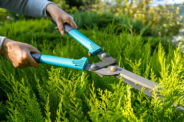 Female hands when pruning thuja with garden shears in the garden