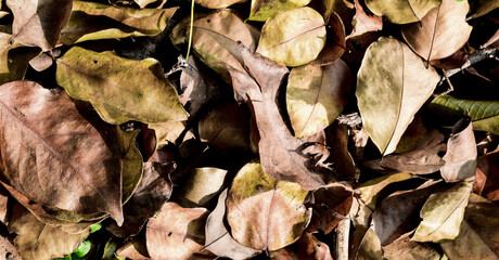 dry leaves on the ground