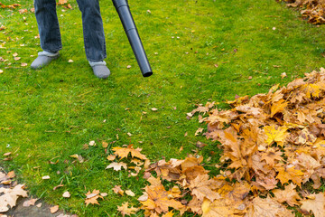 Gardener in blue jeans cleans maple leaves from the lawn with an air blower