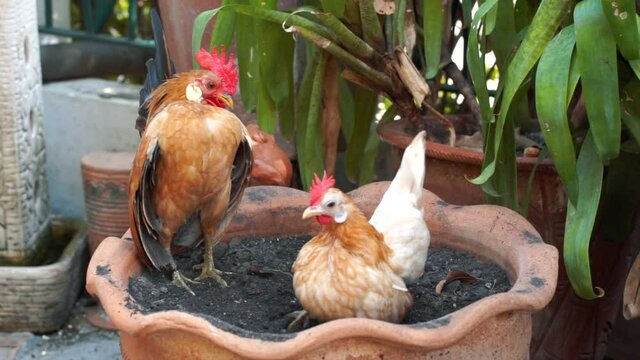 The serama or the malaysian serama are breeding in the flower pot.