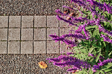 紫色の花を咲かせたアメジストセージと遊歩道の舗装路