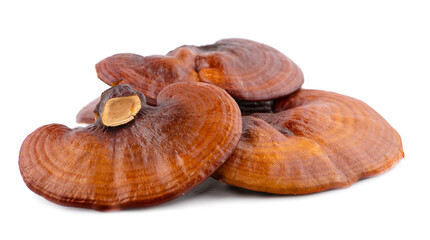 Ganoderma Lucidum Mushroom isolated on white background