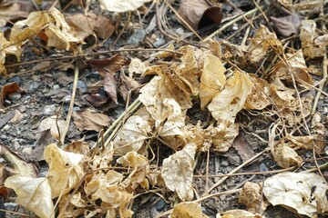 close up dry ivy plant after using chemistry