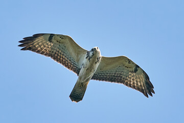 Common buzzard (Buteo buteo)