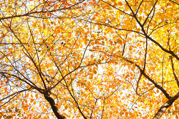 Branch of autumn leaves isolated on white background