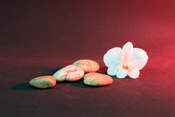 White orchid flower on a colorful background