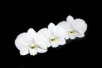 Fototapeta na wymiar White orchid flowers on black background