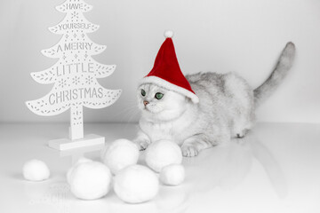 White cat wearing a Santa Claus hat. Snowballs. White background. Close-up. A Merry little Christmas. 