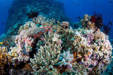 Healthy colorful corals and fish on the reef