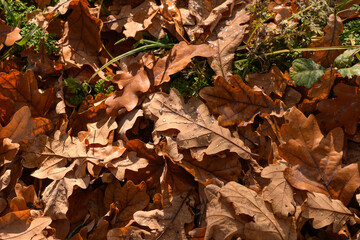 autumn leaves on the ground