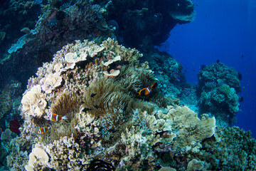 Healthy colorful corals and fish on the reef