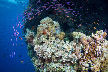 Healthy colorful corals and fish on the reef