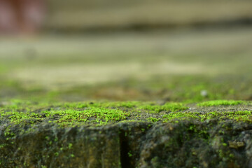 Closeup beautiful moss on the rock with bokeh background. Small plants in tropical rain forest