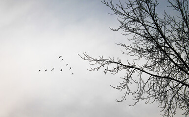birds and trees