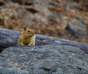 Golden Mantled Ground Squirrel 