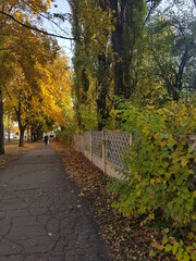 autumn in the park