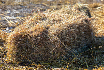 Dry haystack in the field.