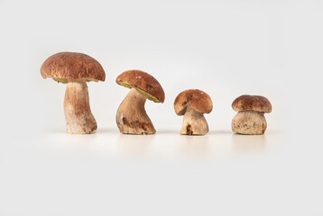 Beautiful fresh porcini mushrooms  on white background isolated season healthy food 