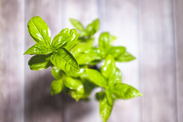 Green basil plant with green leaves on a wooden board