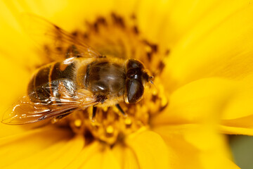 Close-up of a bee on a yellow flower.