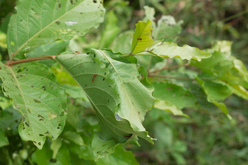 red ants helping each other build their nest