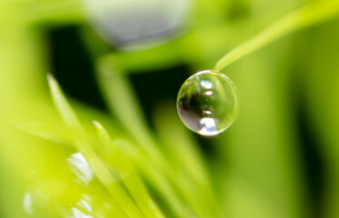 Close-up of dew drops on nature.