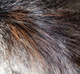 Close up of cat fur as background.