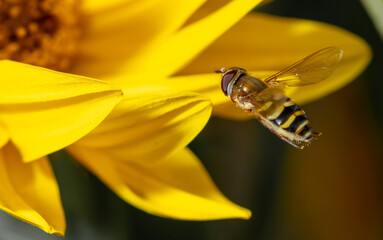 Close-up of a bee flies on a yellow flower.