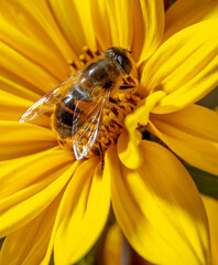 Close-up of a bee on a yellow flower.