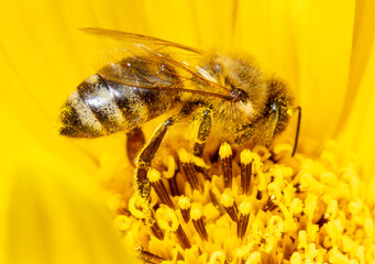 Close-up of a bee on a yellow flower.
