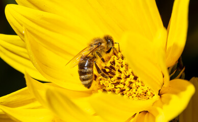 Close-up of a bee on a yellow flower.