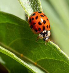 Close-up of a ladybug on a green leaf.