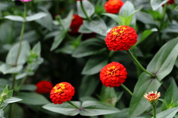 ヒャクニチソウ