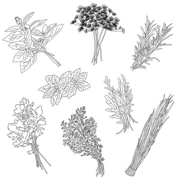 Cooking herbs and spices. Vintage vector illustration