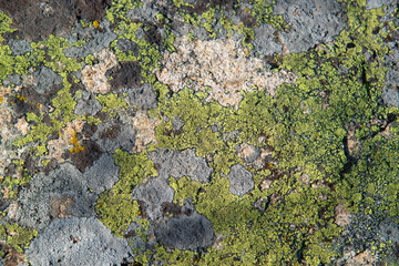 Close-up of green forest moss and lichen on a wild rock.